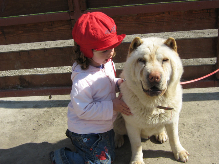 APRILIE 2011 010 - sharpei bear coat