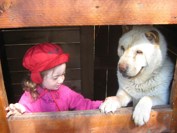 mara aprilie 23 005 - sharpei bear coat