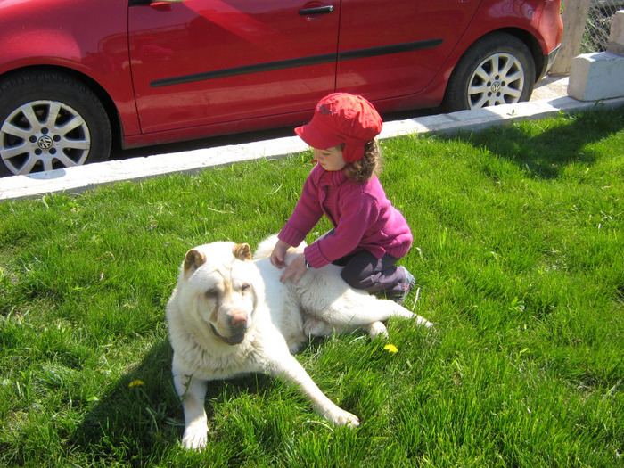 mara aprilie 23 013 - sharpei bear coat