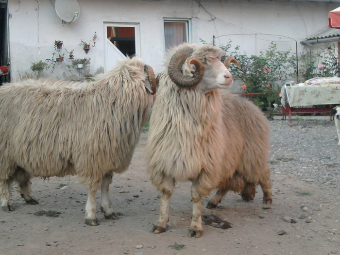 Fotografie0251 - berbeci  cumparati din poiana