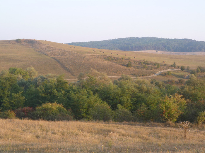 Dealul Branzii,Paduricea TEIS si  Calea Cohalmului  26 sept. 2011.