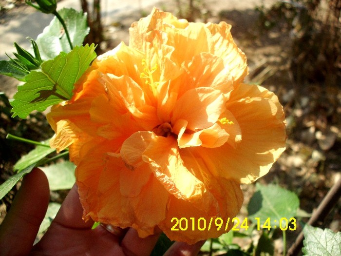 IMG_2695 - hibiscusi 2011