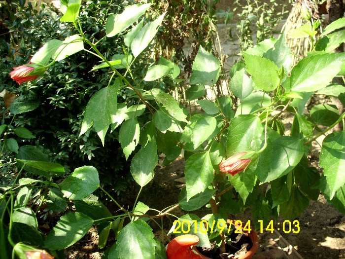 hibi cyclam - hibiscusi 2011