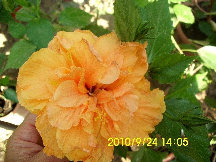 IMG_2698 - hibiscusi 2011