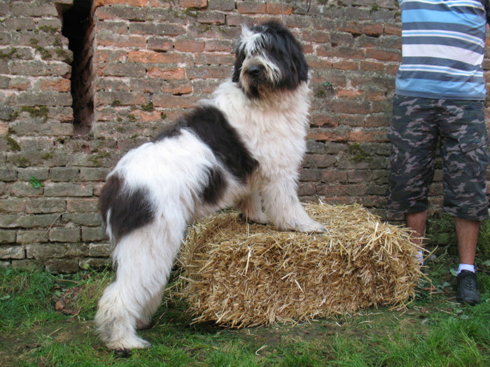 Panda; Expo.Alba Iulia 
Excelent 1,CACJ,BOS,Best Bitch
