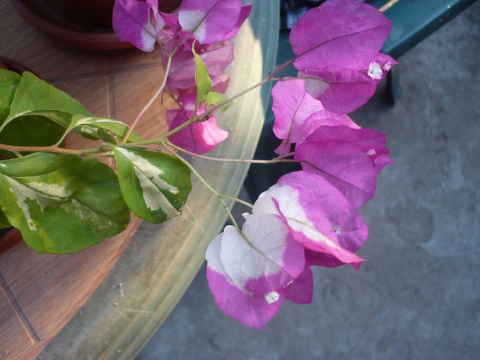 Vicky - zzz-BOUGAINVILLEA-2011