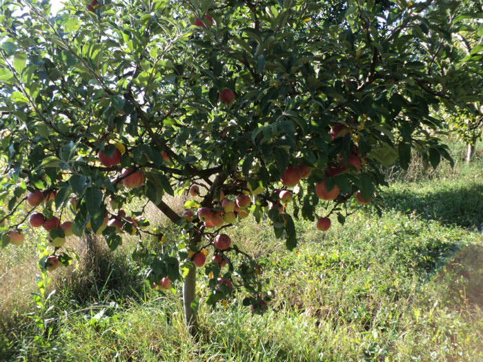 DSC03926 - Gradina noastra