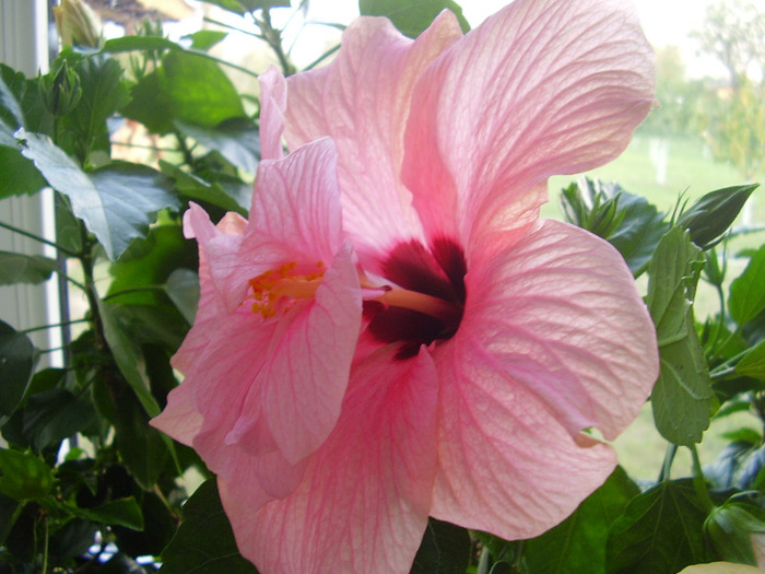 Peroni 969 - hibiscus