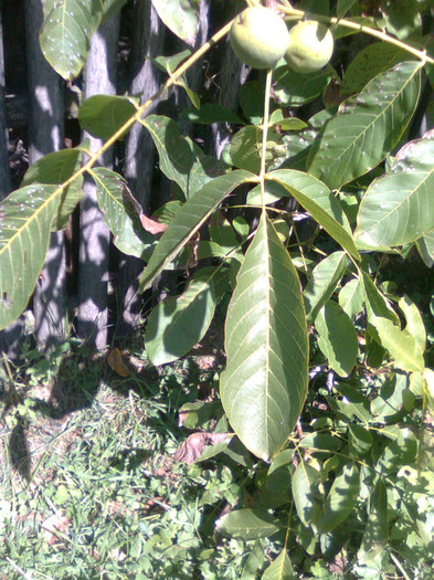 Frunze si fructe de nuc - Recunoasrerea arborilor dupa frunze