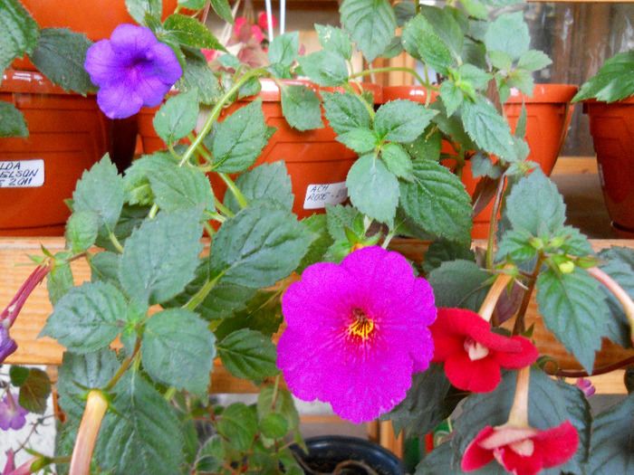 DSCN1153 - ACHIMENES 2011