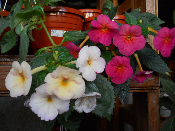 DSCN1159 - ACHIMENES 2011