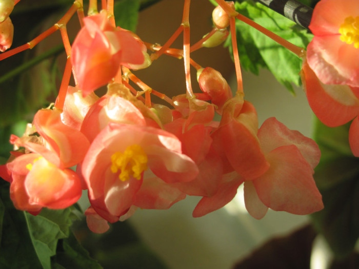 Begonia coralina 10 09 2011 010