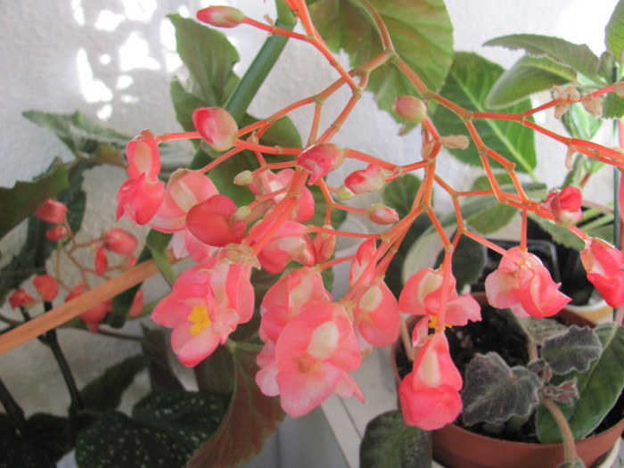 Begonia coralina 10 09 2011 006 - diverse