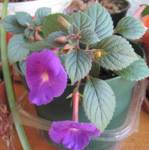 achimenes pulcherima 13 09 2011 001