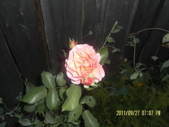SAM_2427 - trandafiri
