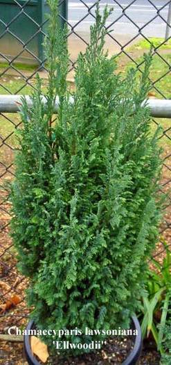 13 - CATALOG CONIFERE 2