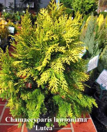 16 - CATALOG CONIFERE 2