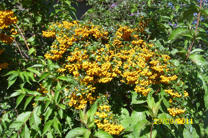 pyracantha soleil d'or - Arbusti diversi din gradina mea