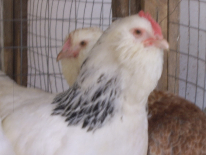 Faverolles Herminat deschis