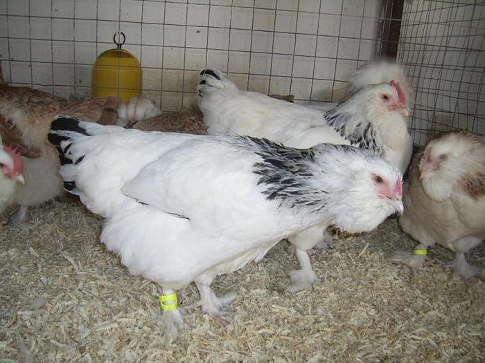 Faverolles Herminat deschis