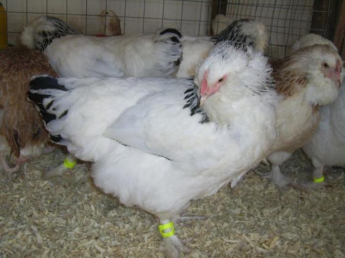 Faverolles Herminat deschis