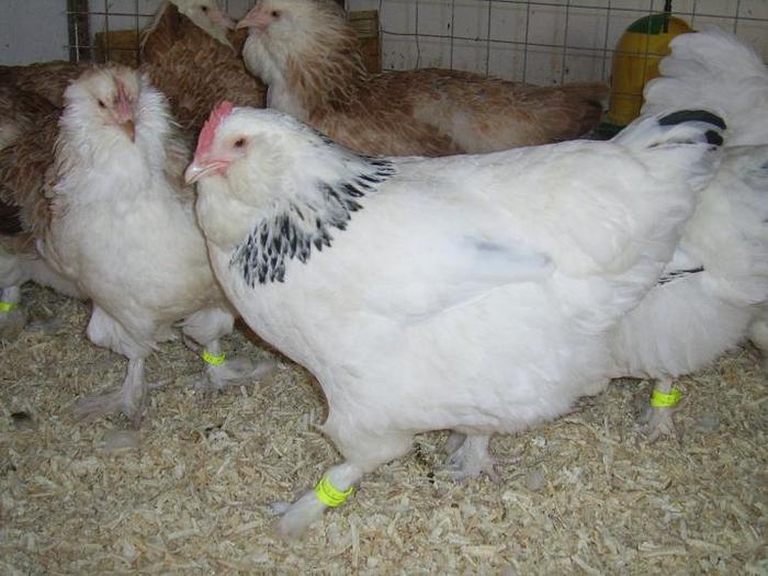 Faverolles Herminat deschis