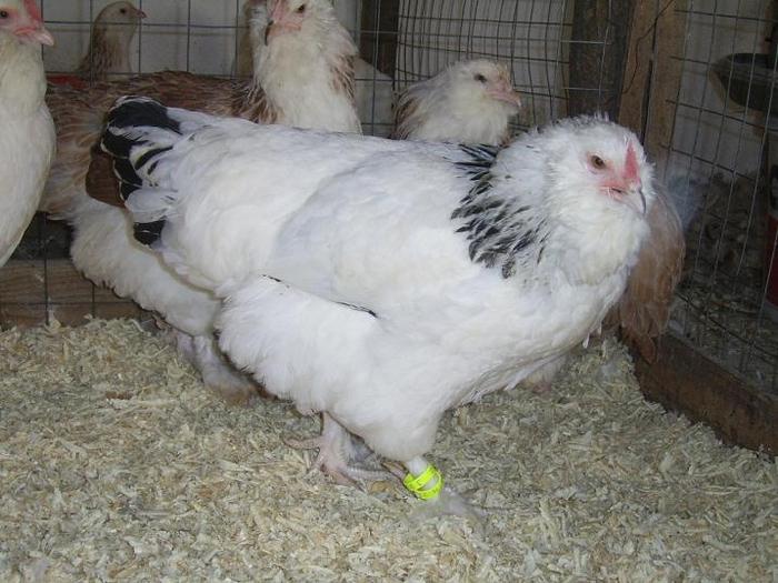 Faverolles Herminat deschis