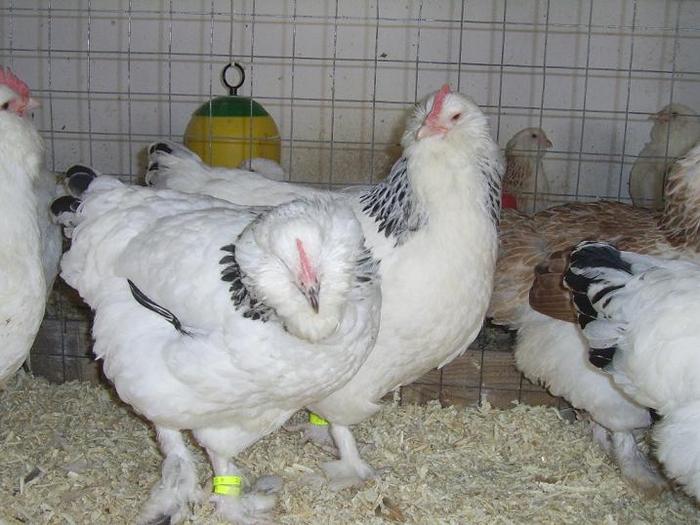 Faverolles Herminat deschis