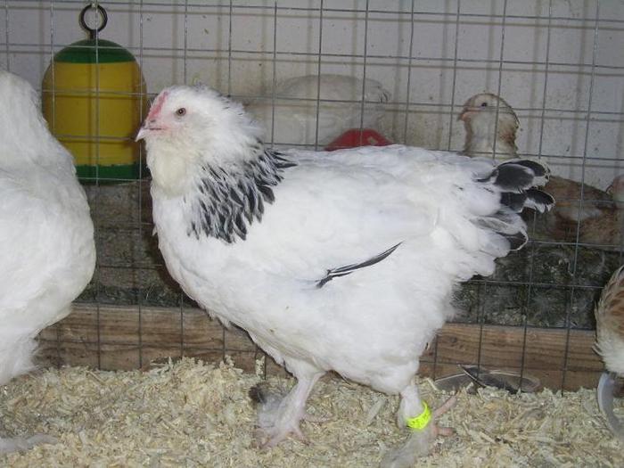 Faverolles Herminat deschis