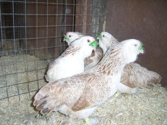 Faverolles pitic Somon