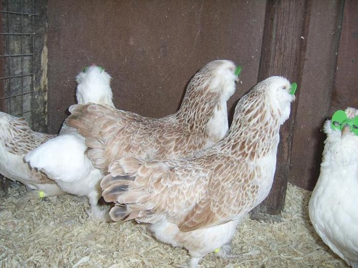 Faverolles pitic Somon