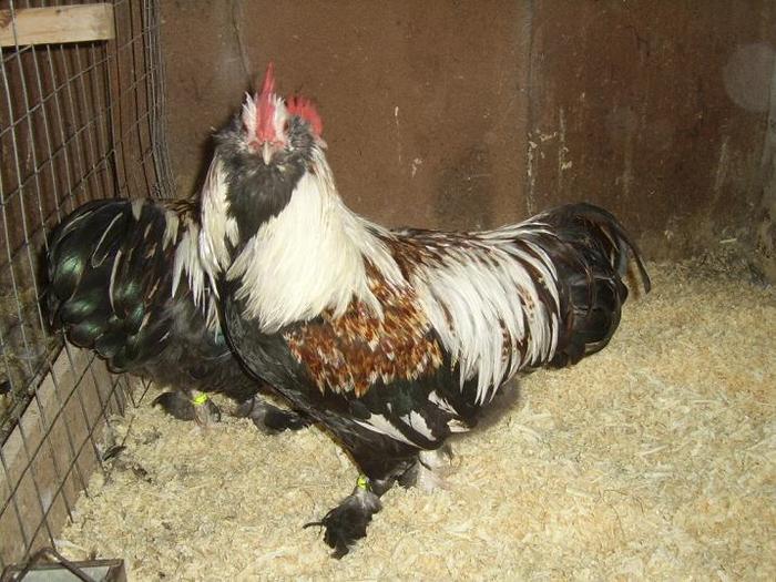 Faverolles pitic Somon