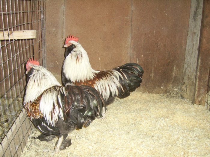 Faverolles pitic Somon