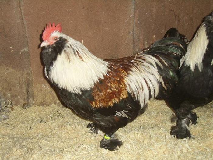 Faverolles pitic Somon