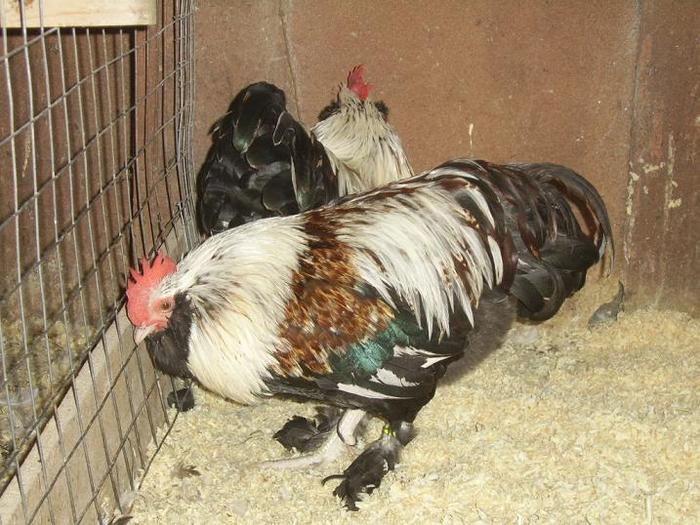 Faverolles pitic Somon