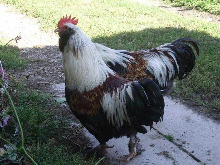 Faverolles pitic Somon