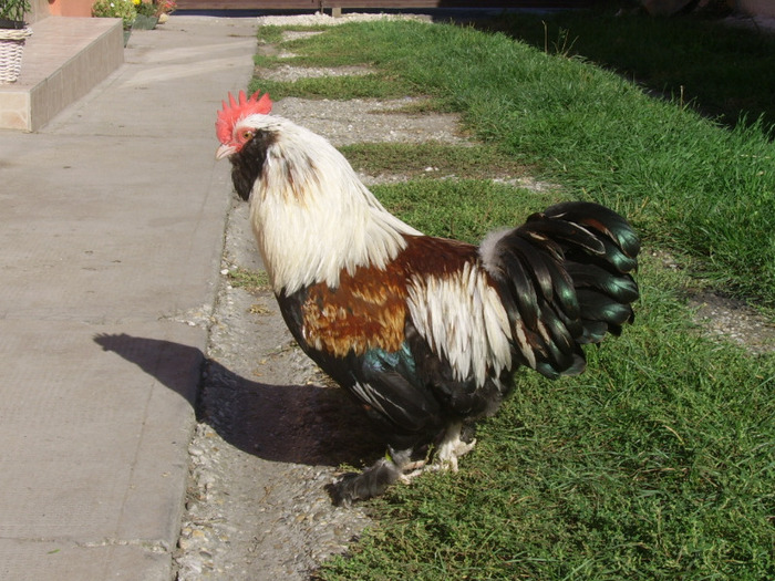 Faverolles pitic Somon