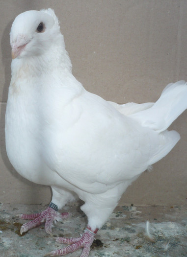 P1050664 - Porumbei de ornament de vanzare