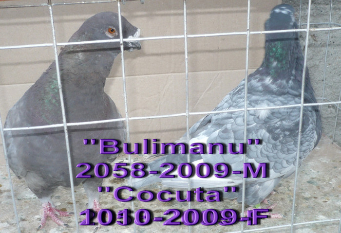 P1050682 - Porumbei de ornament de vanzare