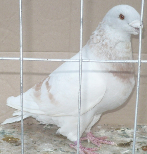 P1050725 - Porumbei de ornament de vanzare