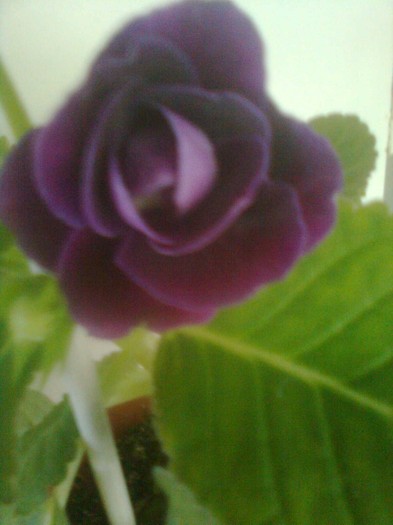 Image1175 - gloxinia 2011