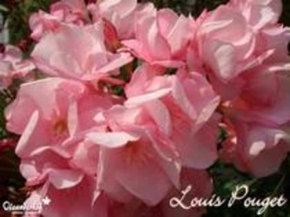 louis pouget-5