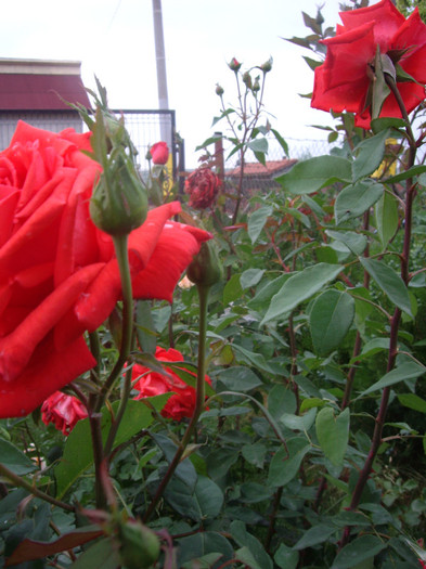 IMGP0013 - Flori