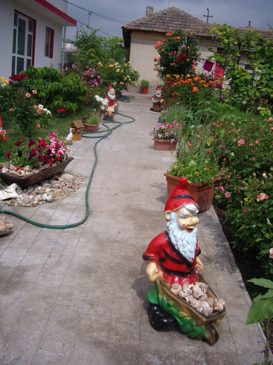 IMGP0037 - Flori