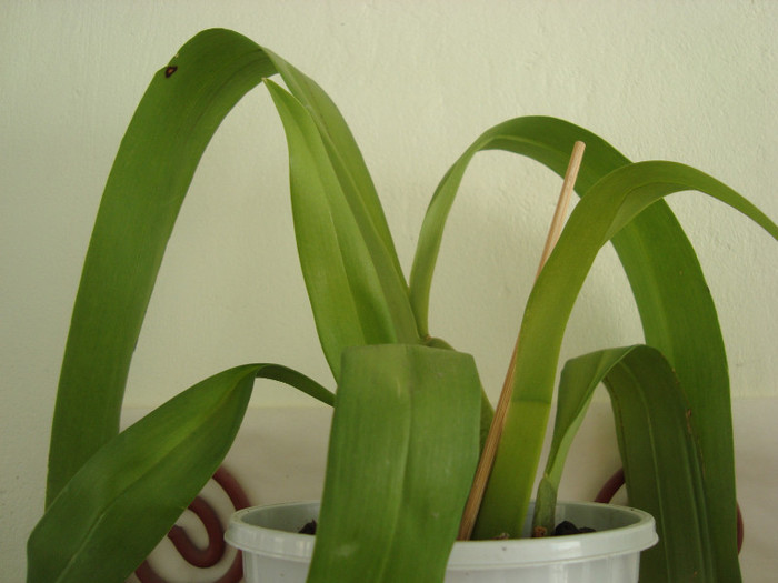orhidee - Alte plante