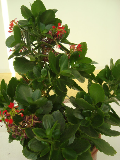 Kalanchoe