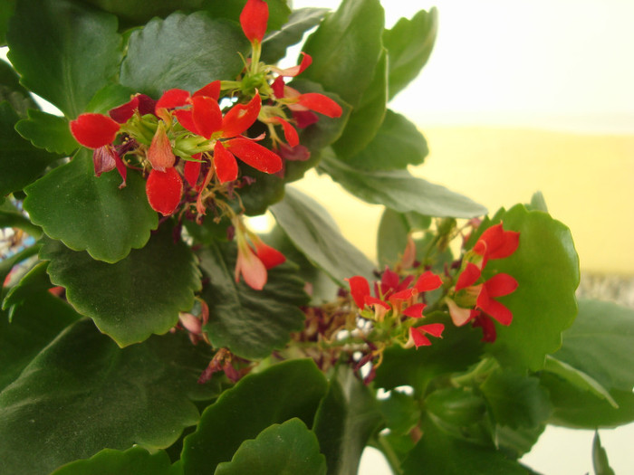 Kalanchoe