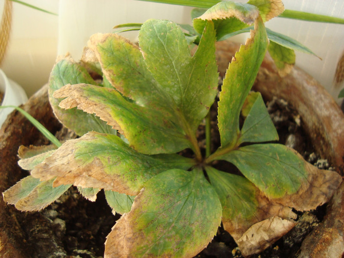 helleborus