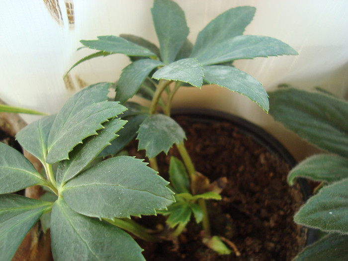 helleborus alb - Alte plante