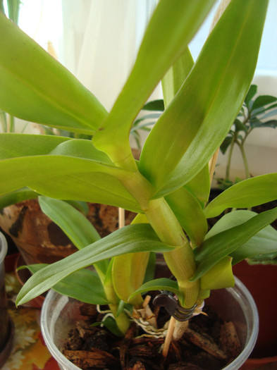 pui dendrobium